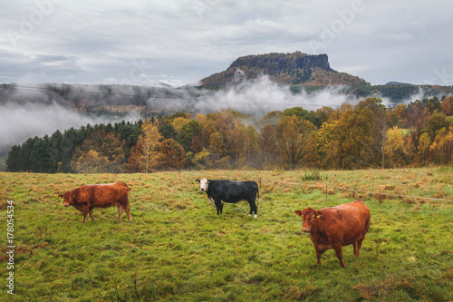 Autumn morning mist with tree cows - Germany