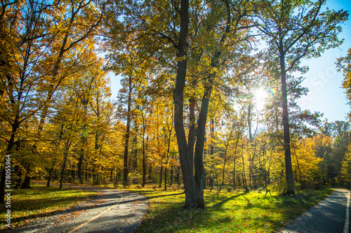Autumn nature background. Path in the autumn park.