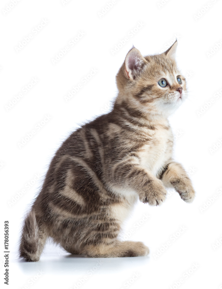 cute playful cat isolated on white cute playful cat isolated on white