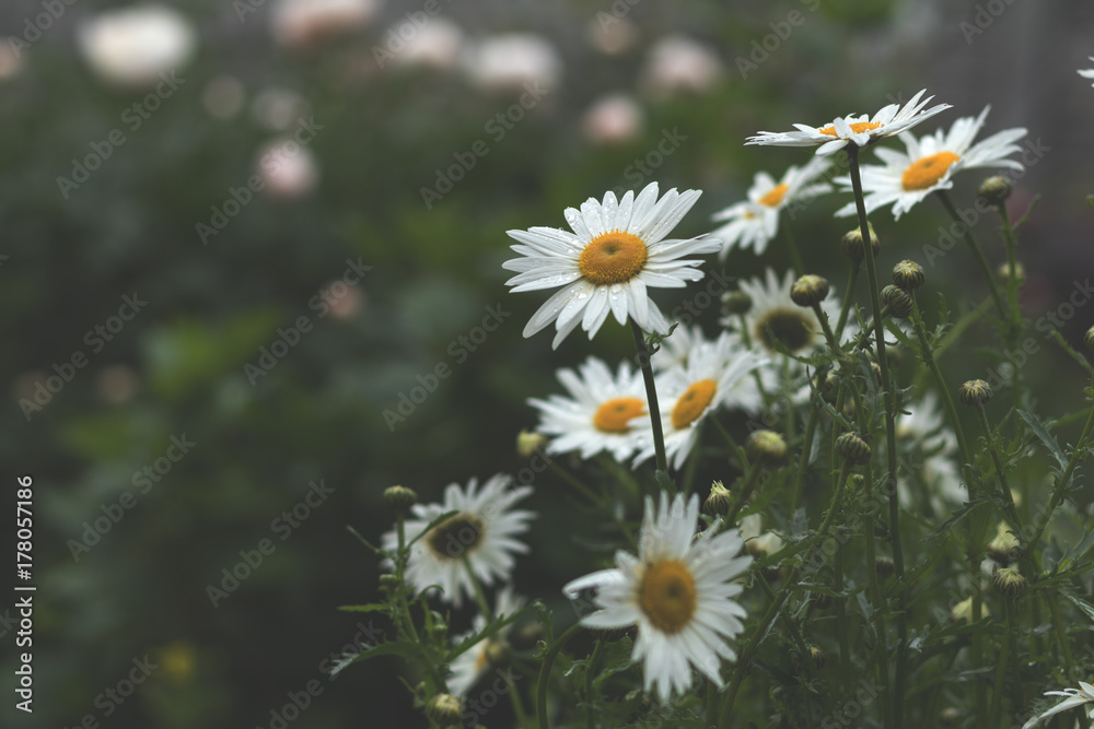 Tender daisies in the summertime