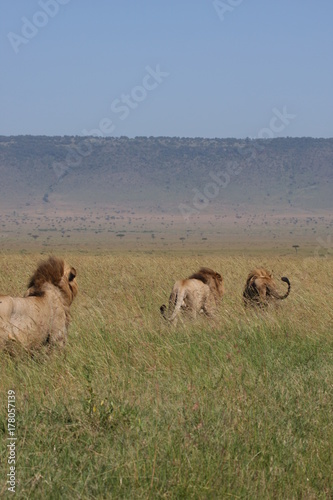 Fototapeta Naklejka Na Ścianę i Meble -  Safari in africa