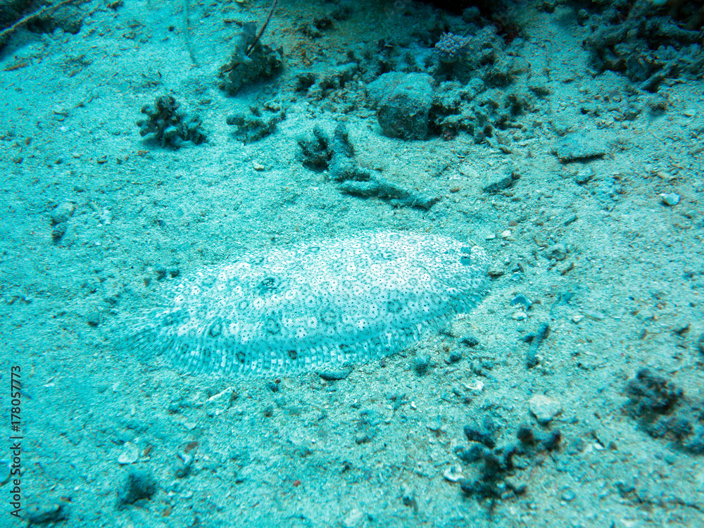 Fototapeta premium Unterwasser Ägypten