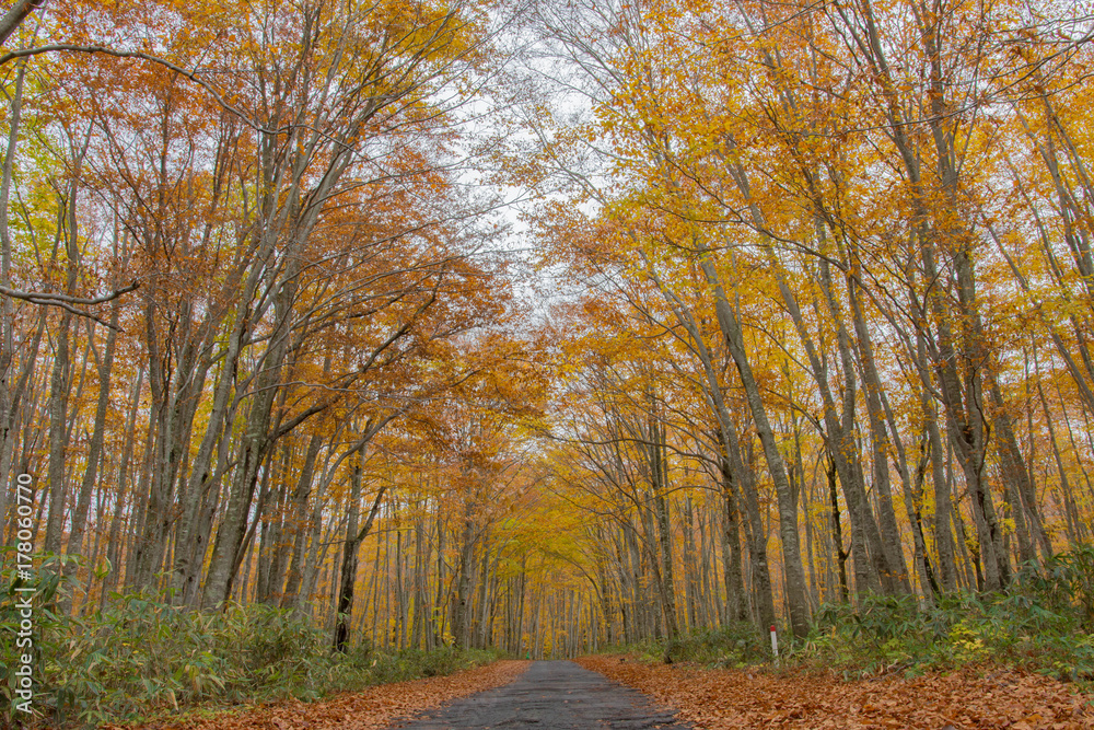 Fototapeta premium 乳頭温泉付近の紅葉
