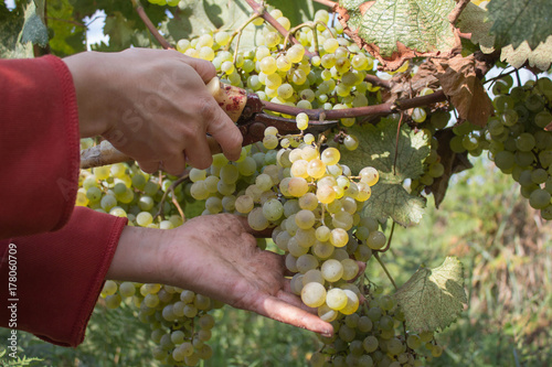 Wine grapes and secateurs in farmer's hands. Yellow-green bunch at the sunny ecological vineyards during harvest