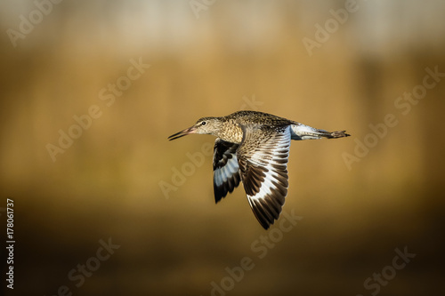 Willet In Flight