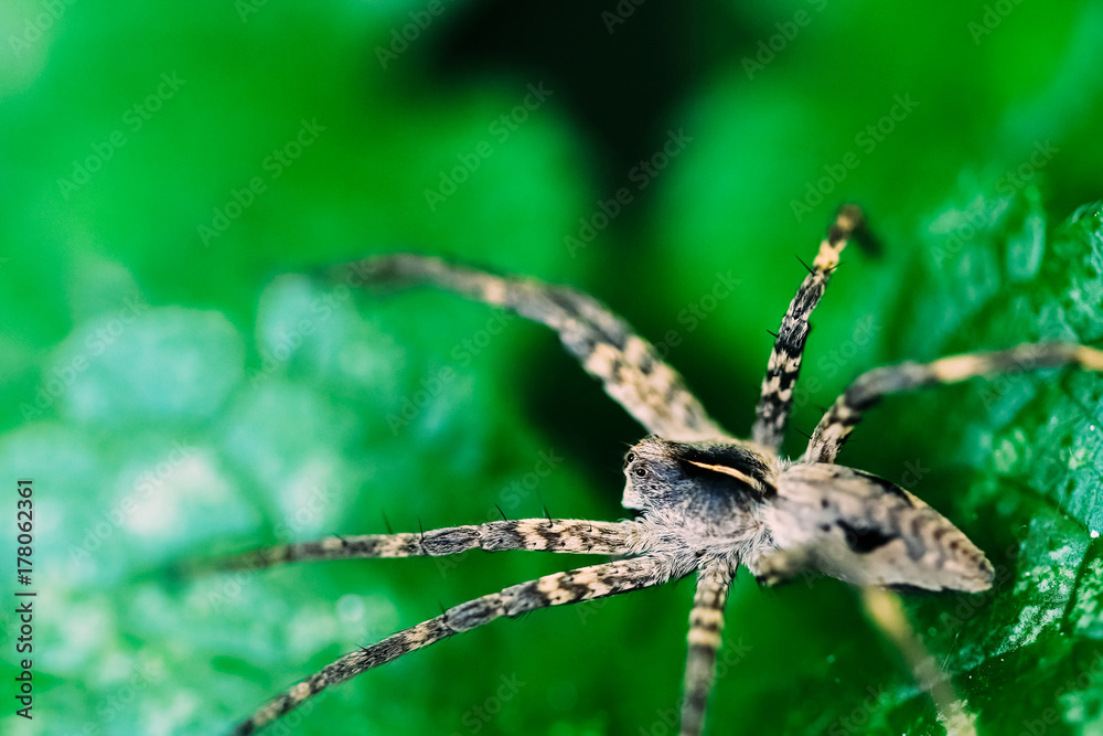 Nursery Web Spider Sitting On Green Leaf In Garden Nursery Web Spider Sitting On Green Leaf In Garden