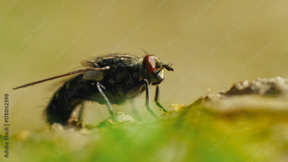 Fototapeta premium Fly (Musca Domestica) Macro On Leaf