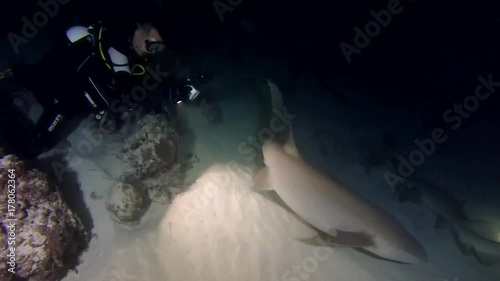 Scuba divers looks on the Tawny nurse sharks (Nebrius ferrugineus) in the night, Indian Ocean, Maldives
 photo