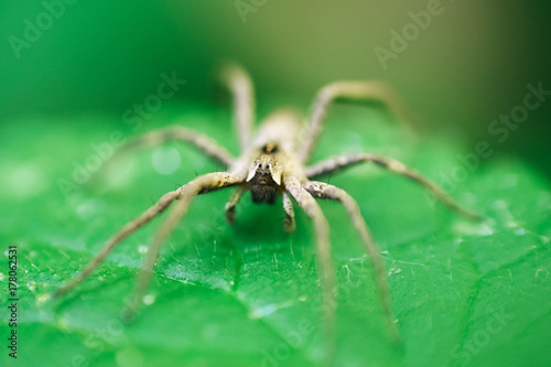 Nursery Web Spider Sitting On Green Leaf In Garden