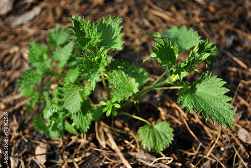 Green Urtica (nettles or stinging nettles) plant in the background of pine needles
