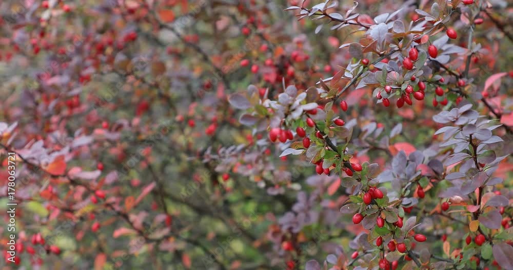 Autumn. Fall scene.Small red fruits. Beauty nature scene trees and leaves. Nature background. Selective focus. 4k video Autumn. Fall scene.Small red fruits. Beauty nature scene trees and leaves. Nature background. Selective focus. 4k video