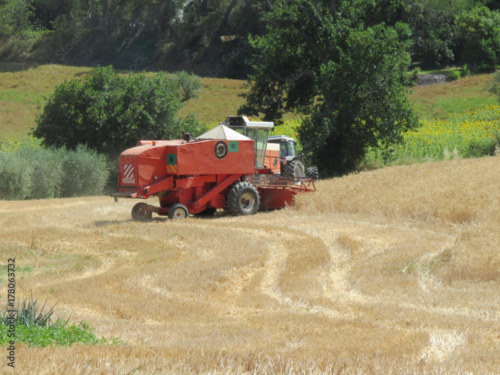 Fototapeta premium Mietibatte