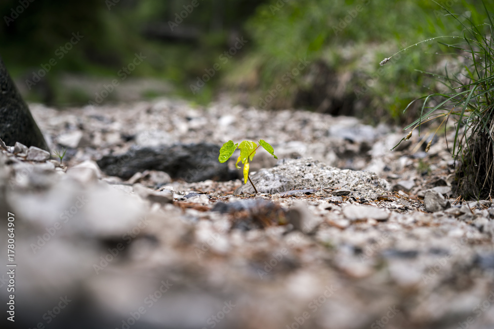 Small lone green seedling growing in soil Small lone green seedling growing in soil