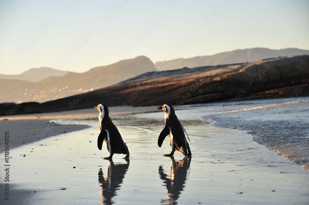 Fototapeta premium Penguins on Boulders Beach in Cape Town, South Africa