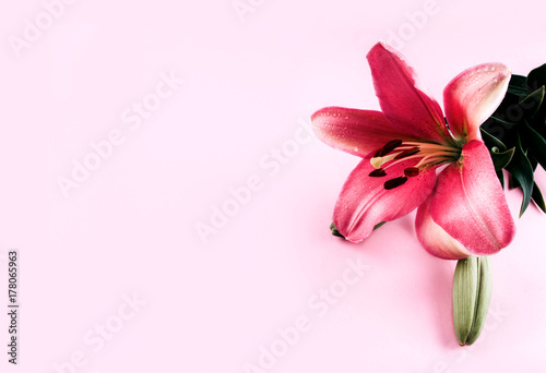 Beautiful pink lily on pink background.