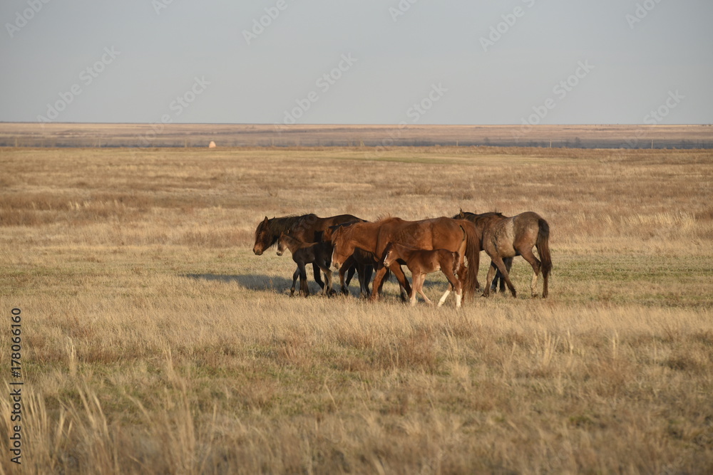 group of horses and foal grazing on the field group of horses and foal grazing on the field