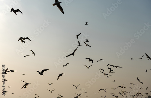 Flying Seagulls near Mangrove Forest Natural