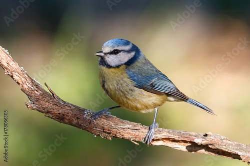 Blue Tit perched on a branch