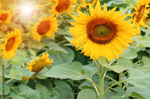 beautiful sunflowers is blooming in the garden  sunflower seeds and sunflower oil useful to skin care and promote cell regeneration.