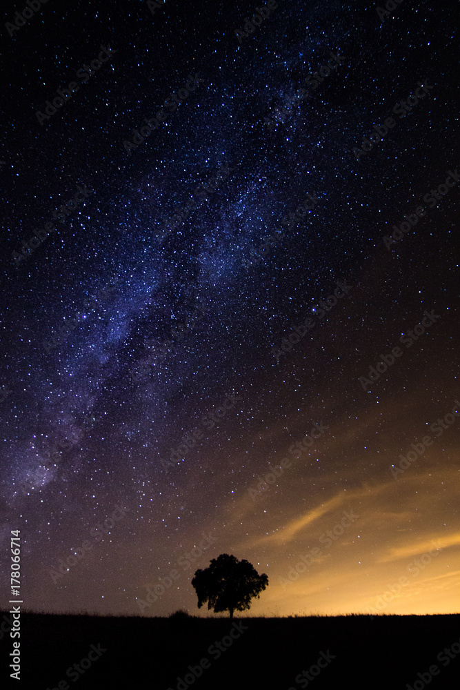 Obraz premium Árvore e Via Lactea 