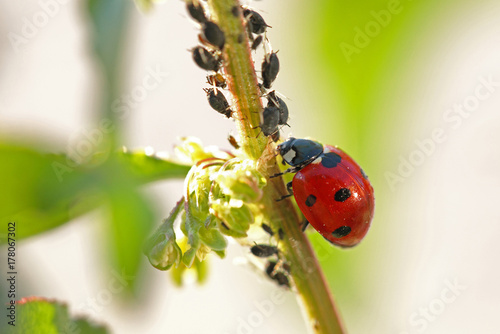 Coccinelle à sept points rouge et noire montant le long d'une tige de plante pour manger des pucerons.