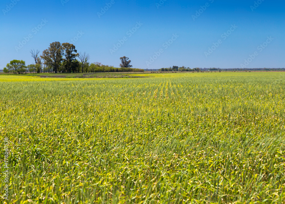 Field of corn. Rural farm land in a sunny day. Growing corn is still green. The sky is a clear and intense blue.