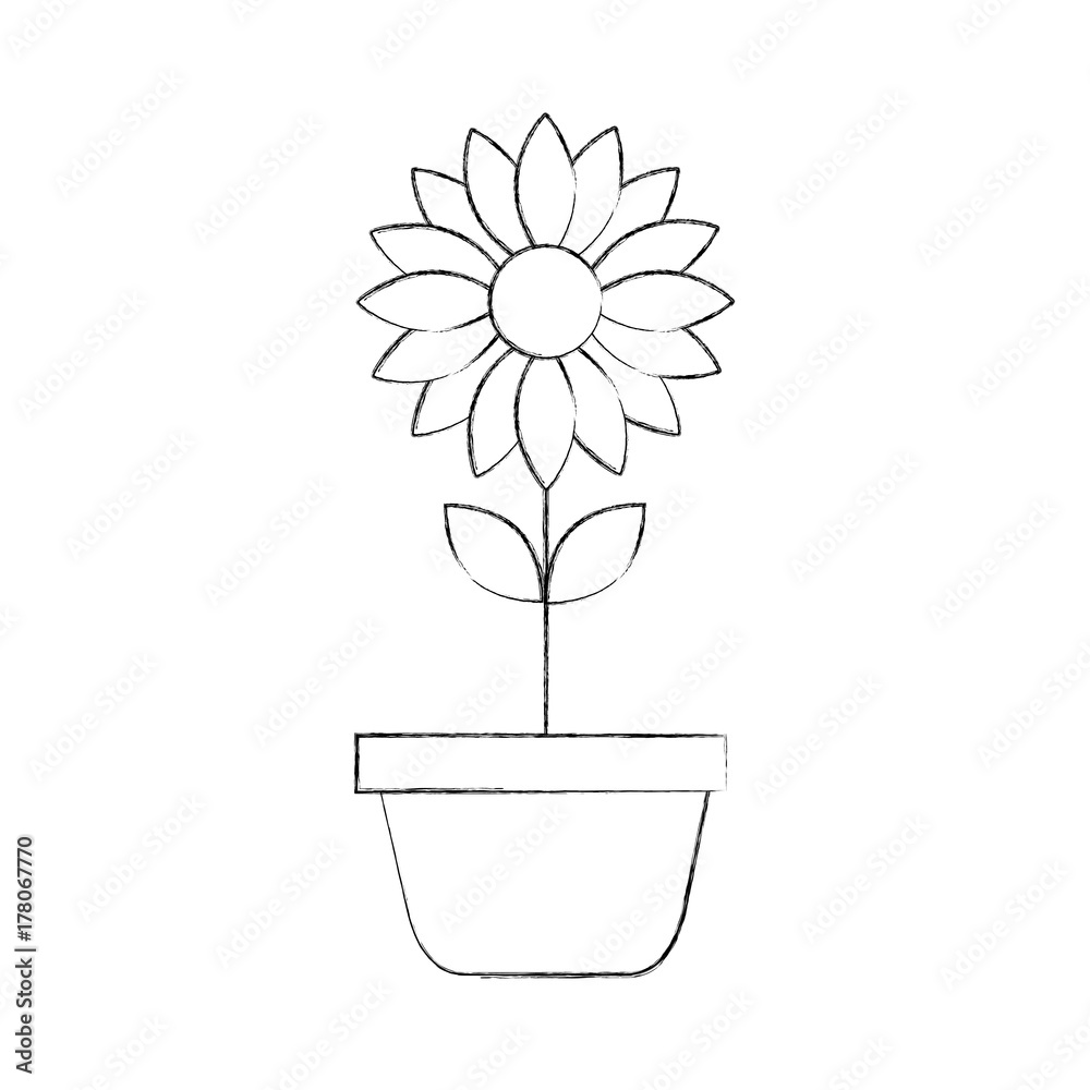 potted flower nature decoration interior plant