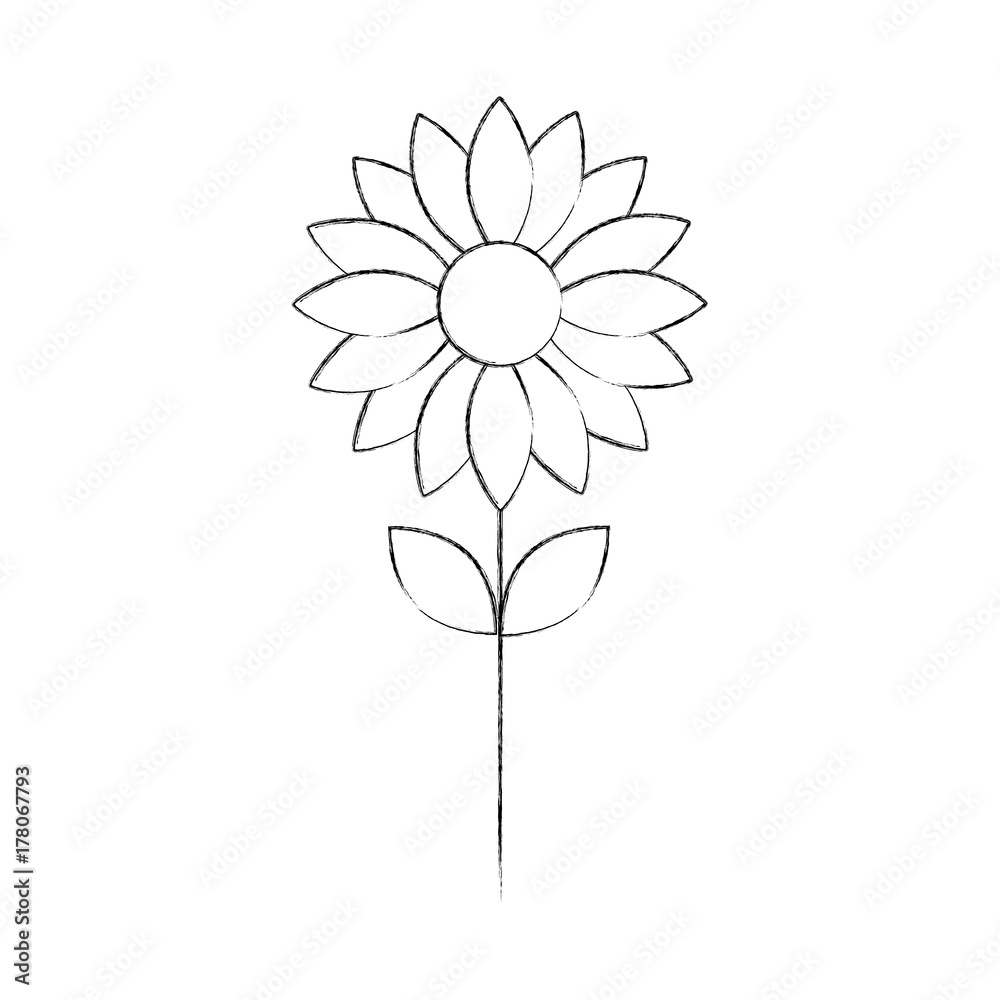 flower petal floral decoration nature flower petal floral decoration nature
