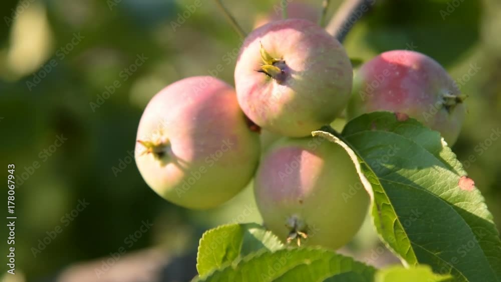 Close-up shot of apples on the tree in warm sunlight