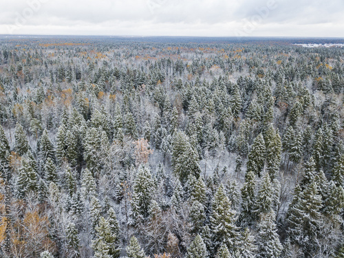 First snow in forest. Moscow region landscape