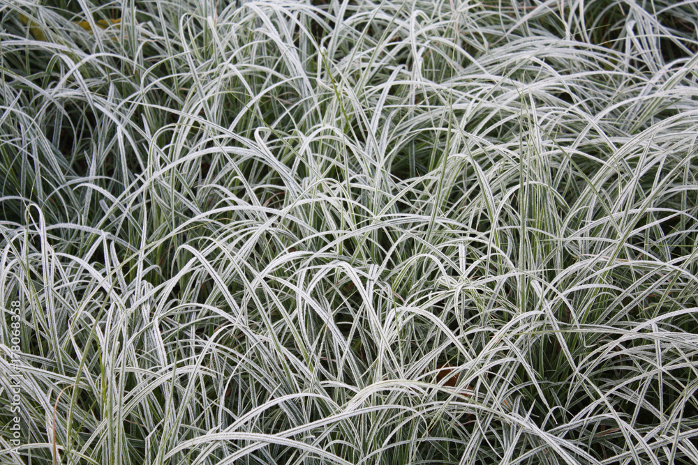 frozen grass frozen grass