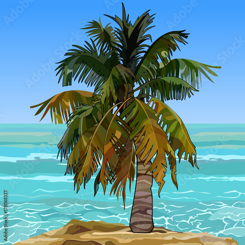 lonely furry palm tree on the shore of the azure sea
