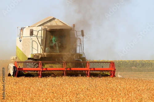 Harvester in the field harvesting millet photo