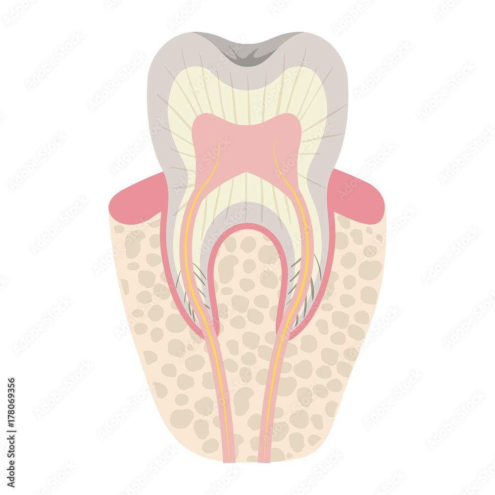 tooth with nerve and root view colorful silhouette tooth with nerve and root view colorful silhouette