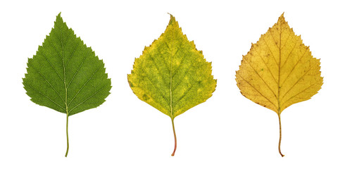 Basic Birch Leaves Isolated on white background