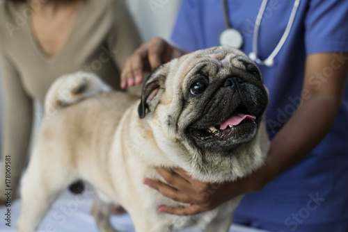 Pet pug in a veterinary clinic