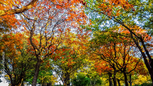 Autumn landscape. Budapest, Hungary