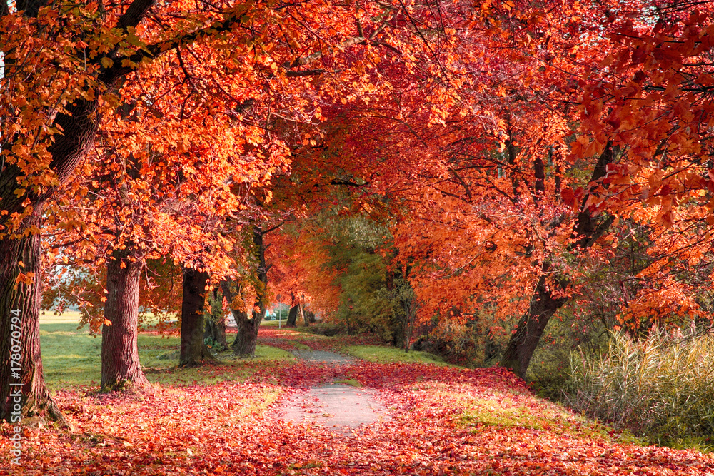very nice autumn forest