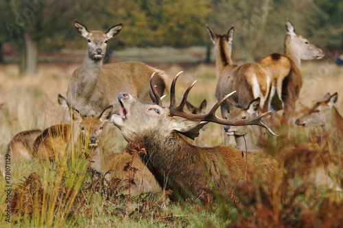 Red Deer, Cervus elaphus, Deers