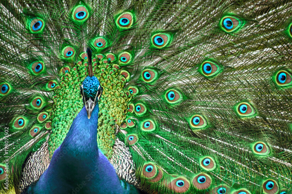 Obraz premium peacock