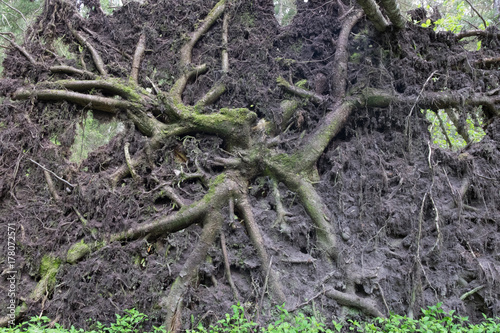 Stormed tree in the forest