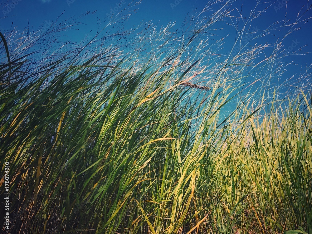風になびく野草 風になびく野草
