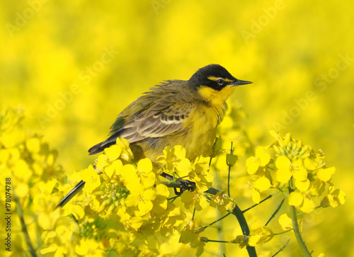 Black-headed Yellow Wagtail (motacilla flava) in a field of rapeseed