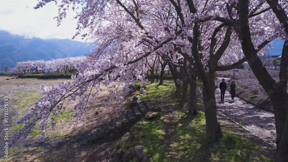 4K Japanese Cherry Blossom Sakura Groove In Full Bloom 4K Japanese Cherry Blossom Sakura Groove In Full Bloom