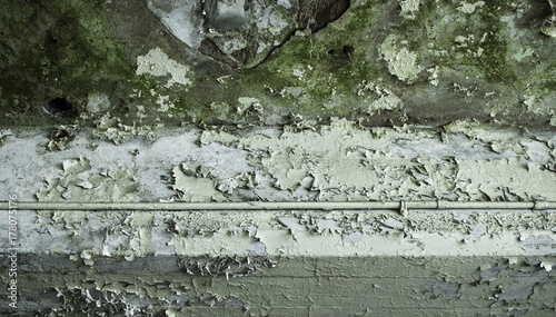 ceiling with peeling paint and green growth photo