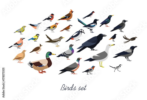 Collection of city synanthrope and wild forest birds drawn in flat geometric style, side view. Set of colorful cartoon animals isolated on white background. Colored ornithological vector illustration.