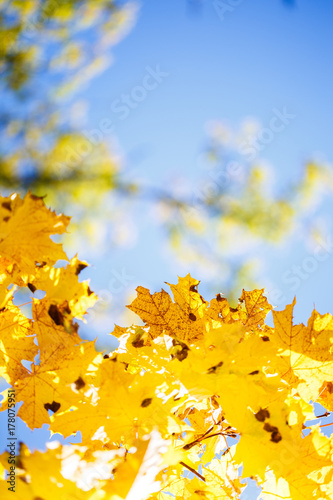 Golden  yellow and orange leaves on the sky. Autumn background