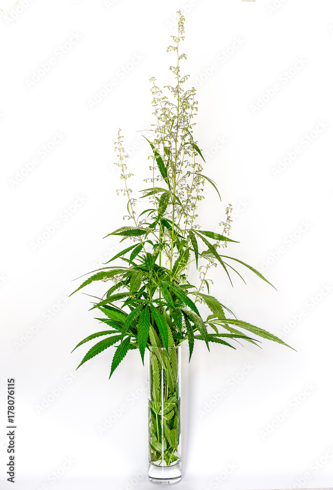 Fototapeta premium Strong natural cannabis plant with many leaves in sunshine with shadows.