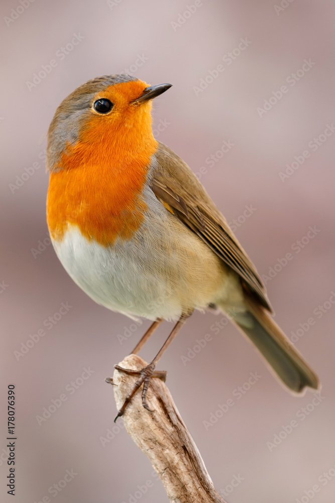 Naklejka premium Ładny ptak Z ładnym pomarańczowo-czerwonym upierzeniem