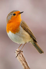 Wandcirkels Vogel Vogel met oranjerood verenkleed  © Gelpi